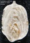 Kyphopyxa cushmani Albritton & Phleger, 1937