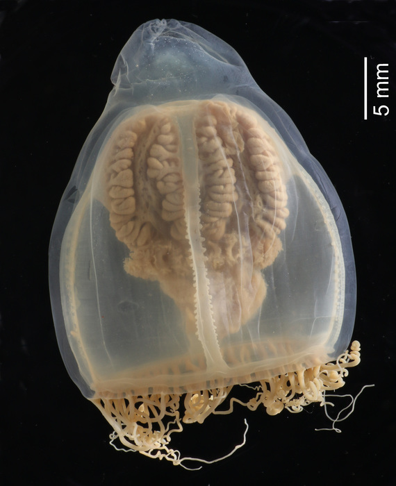 Neoturris pileata, preserved specimen MHNG-INVE-0035522 Neoturris pileata, preserved specimen MHNG-INVE-0035522
