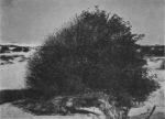 Massart (1913, foto 32)