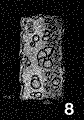 Nothia grilli (Noth, 1951)