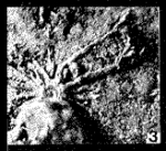 Dryorhizopsis cadyi Henbest, 1963