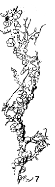 Rhizammina globigerinifera Hofker, 1930 Rhizammina globigerinifera Hofker, 1930