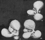 Cellonina mostleri Kristan-Tollmann, 1971