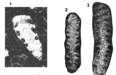 Trocholina elongata (Leupold, 1936), author: Consorti, Lorenzo