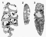 Riyadhella regularis Redmond, 1965