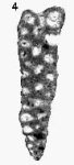 Riyadhoides mcclurei (Redmond, 1965)