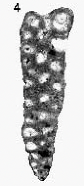 Riyadhoides mcclurei (Redmond, 1965) Riyadhoides mcclurei (Redmond, 1965)