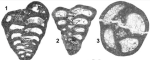 Redmondoides lugeoni (Septfontaine, 1977)