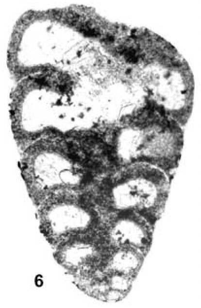 Redmondoides rotundatus (Redmond, 1965) Redmondoides rotundatus (Redmond, 1965)
