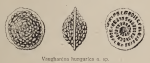 Vaughanina hungarica Sidó, 1952