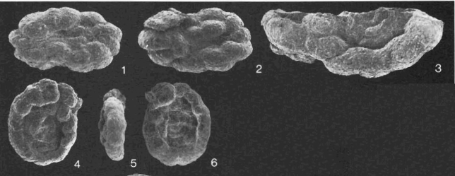 Trochamminoides proteus (Karrer, 1866) emend. Rögl, 1995 Trochamminoides proteus (Karrer, 1866) emend. Rögl, 1995