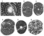 Pseudedomia globularis Smout, 1963