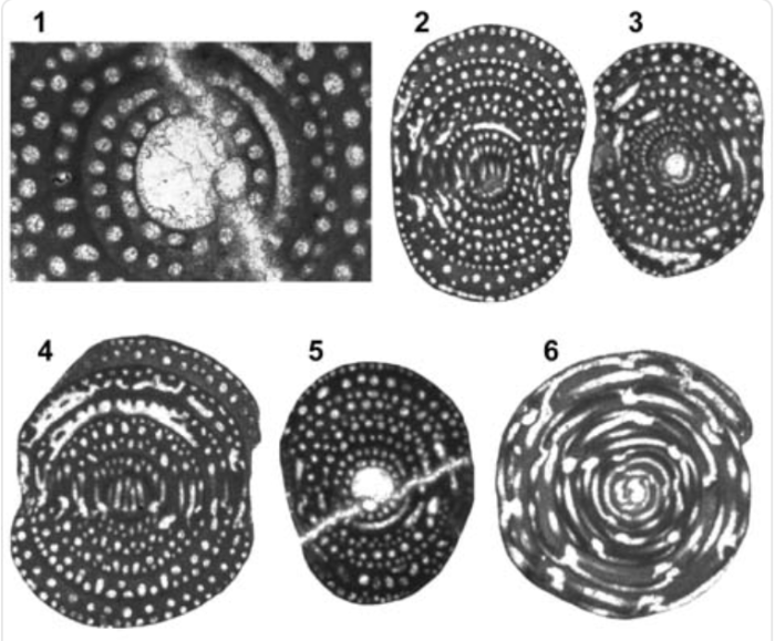 Pseudedomia globularis Smout, 1963 Pseudedomia globularis Smout, 1963