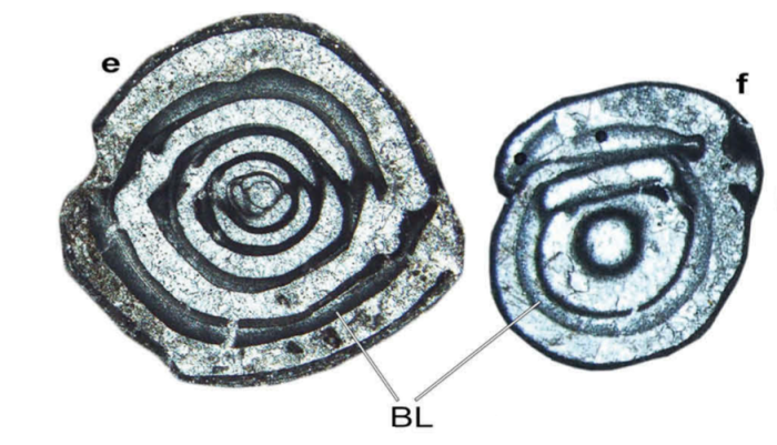 Idalina praecaenozoica Consorti, Schlagintweit & Rashidi, 2019 Idalina praecaenozoica Consorti, Schlagintweit & Rashidi, 2019