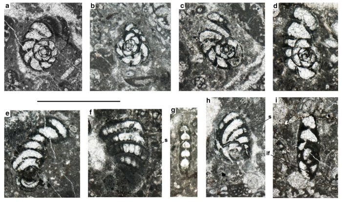 Pseudopeneroplis oyonensis Consorti in Consorti et al., 2018 Pseudopeneroplis oyonensis Consorti in Consorti et al., 2018