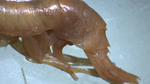 Pardalisca abyssi - tail, author: Nozes, Claude