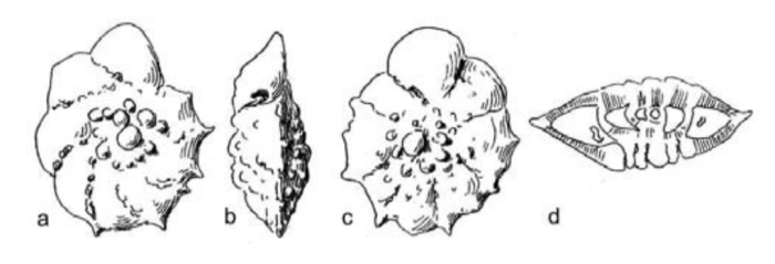 Pararotalia tuberculifera (Reuss, 1862) Pararotalia tuberculifera (Reuss, 1862)