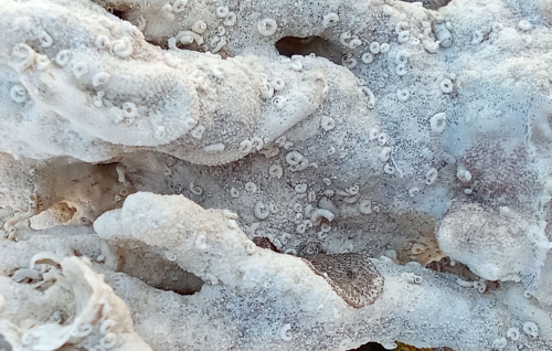 Spirorbinae; Fig.1 Spirorbinae; Fig.1