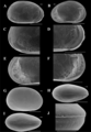 Brasilocypria lordi De Almeida, Ferreira, Martens & Higuti, 2023 - SEM valves images from original paper, author: Praxedes, Rayran Arao