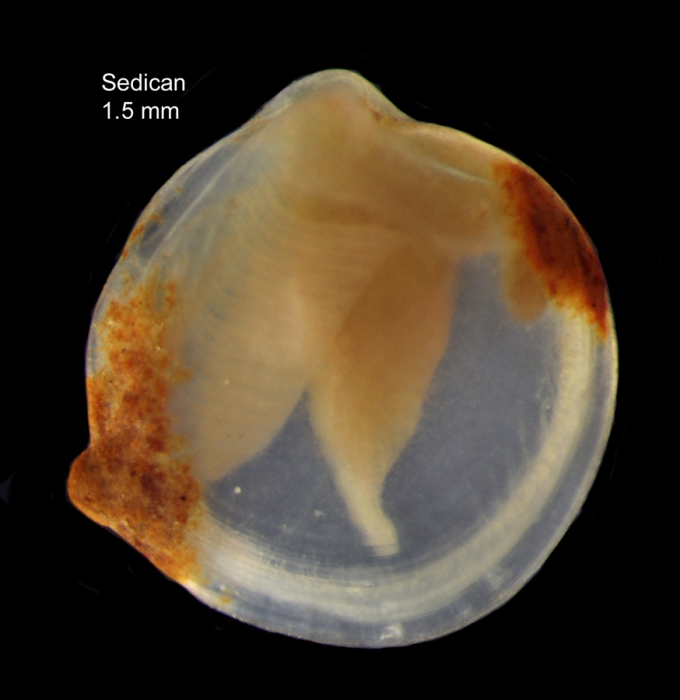 Axinulus croulinensis (Jeffreys, 1847), specimen from Capbreton canyon, 43°35.9'N - 1°47.8'W; 761 m (actual height 1.5 mm)