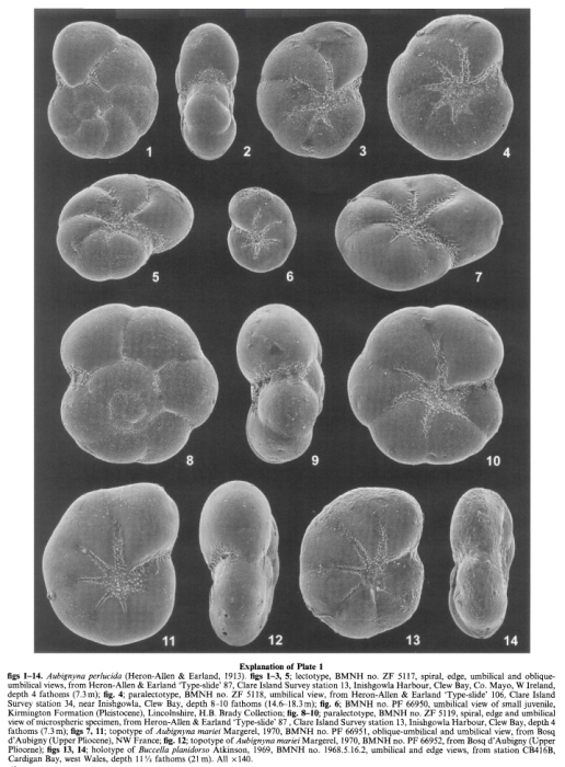 Aubignyna perlucida (Heron-Allen & Earland, 1913) Aubignyna perlucida (Heron-Allen & Earland, 1913)