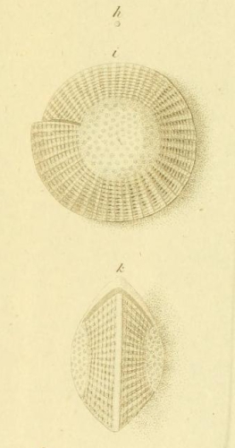 Nautilus craticulatus Fichtel & Moll, 1798 Nautilus craticulatus Fichtel & Moll, 1798
