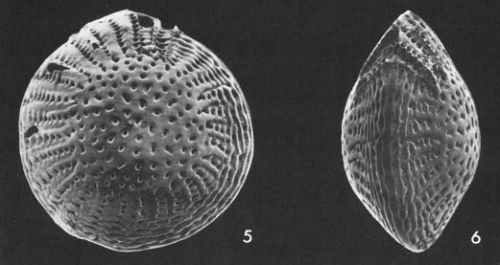 Nautilus craticulatus Fichtel &amp; Moll, 1798 lectotype