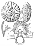 Elphidium batavum Hofker, 1968