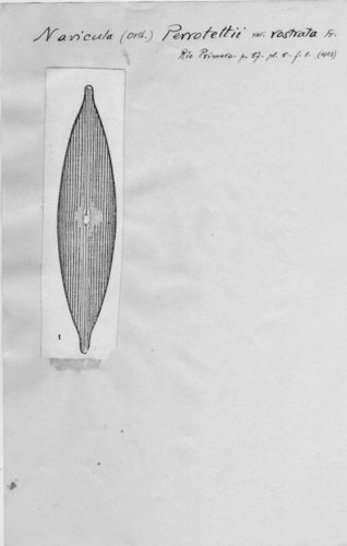 Navicula perrotetii var. rostrata Navicula perrotetii var. rostrata
