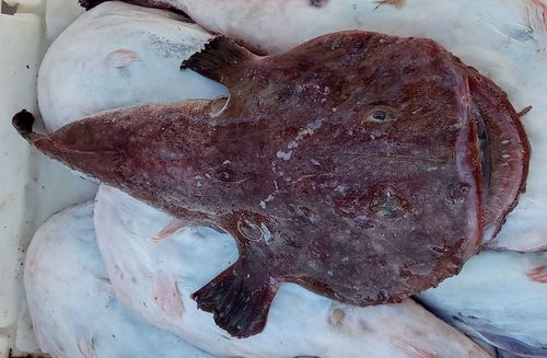 Lophius, Fig.1 Lophius, Fig.1