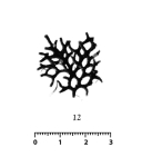 Schizammina reticulum Nørvang, 1961