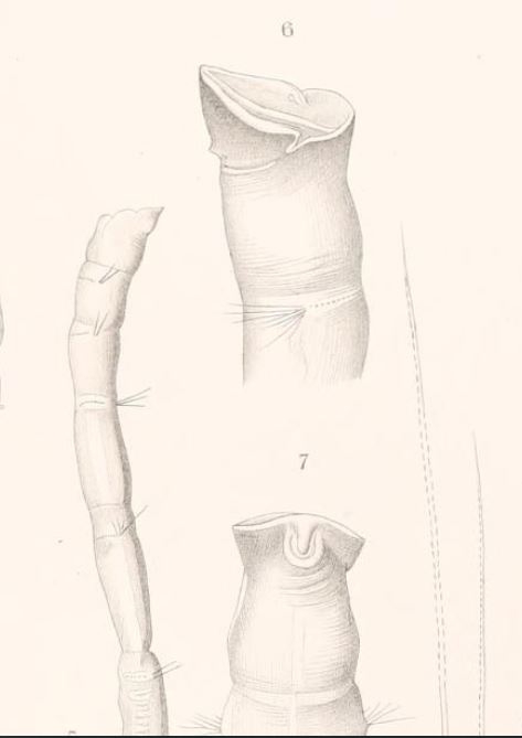 Heteromaldane aequalis Plate 18 of Ehlers 1908