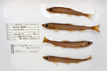 Osmerus dentex, author: Nozes, Claude