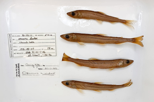Osmerus dentex Osmerus dentex