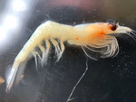 Euphausiacea