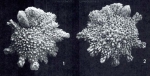 Calcarina spengleri (Gmelin, 1791) = Calcarina hispida (see ICZN (2006) Opinion 2156)