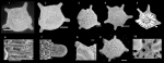 Calcarina spengleri (Gmelin, 1791)
