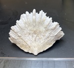 Flabellum - large collection specimen