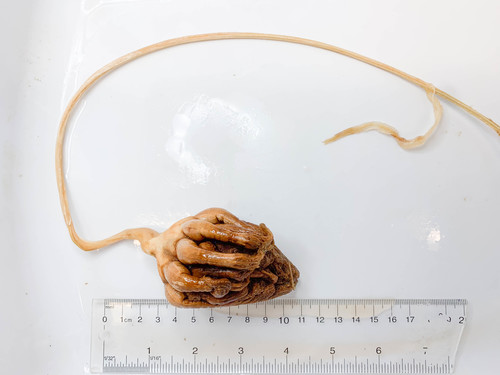 Umbellula cf. encrinus - conserved specimen Umbellula cf. encrinus - conserved specimen