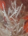 Aquiloniella, Fig.1