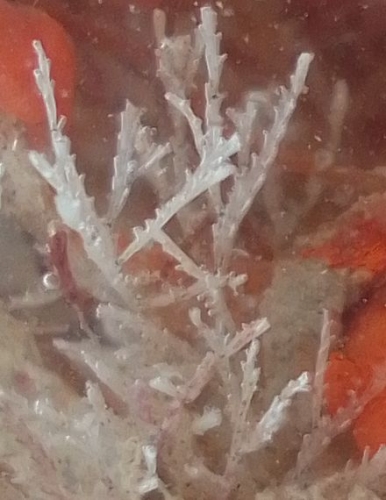 Aquiloniella, Fig.1 Aquiloniella, Fig.1