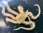 Ophiacantha anomala, author: Nozes, Claude