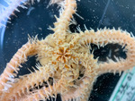 Ophiacantha anomala - oral view, author: Nozes, Claude