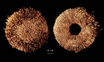 Echinoidea (sea urchins)