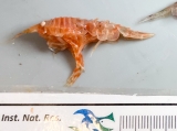 Rhachotropis sp., author: Nozes, Claude