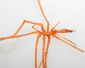 Colossendeis angusta - main body