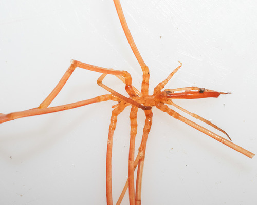 Colossendeis angusta - main body Colossendeis angusta - main body