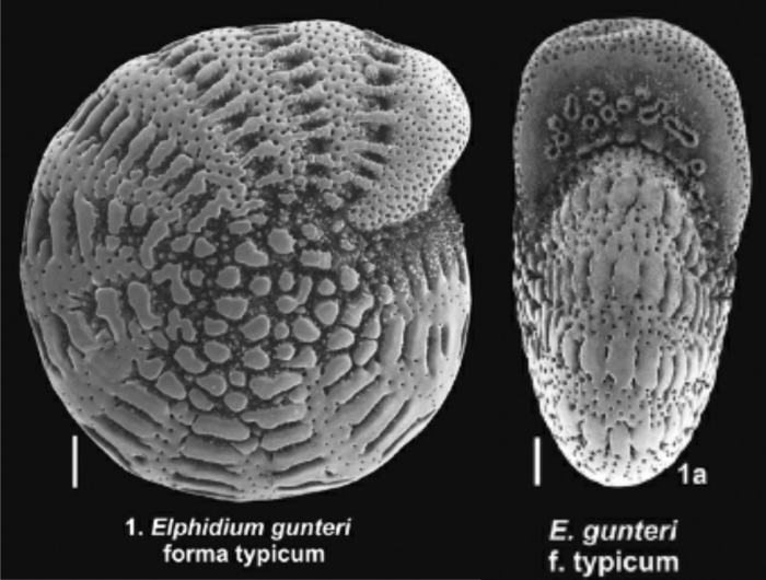 Cribroelphidium gunteri (Cole, 1930) Cribroelphidium gunteri (Cole, 1930)