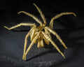 Nymphon hirtipes - top view