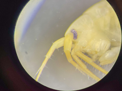 Echinogammarus finmarchicus - antennae Echinogammarus finmarchicus - antennae